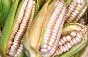 corn9