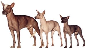 do xoloitzcuintli still exist