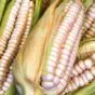 The Story of Maize, Mexico’s Gift to the World