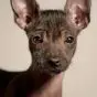 Xoloitzcuintli:  Sacred Dog of the Ancient Mexicans