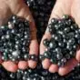Black Pearls of the Sea of Cortez